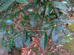 Theaceae