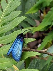 Ctenucha