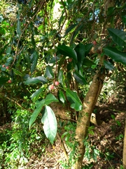 Glycosmis parviflora