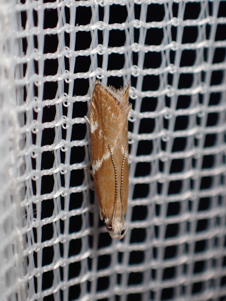 Orophia sordidella