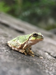 Hyla japonica