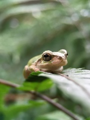 Hyla japonica