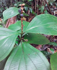 Miconia nervosa