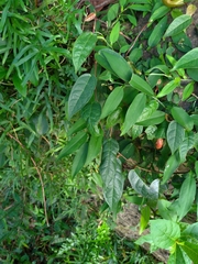 Ficus sarmentosa henryi