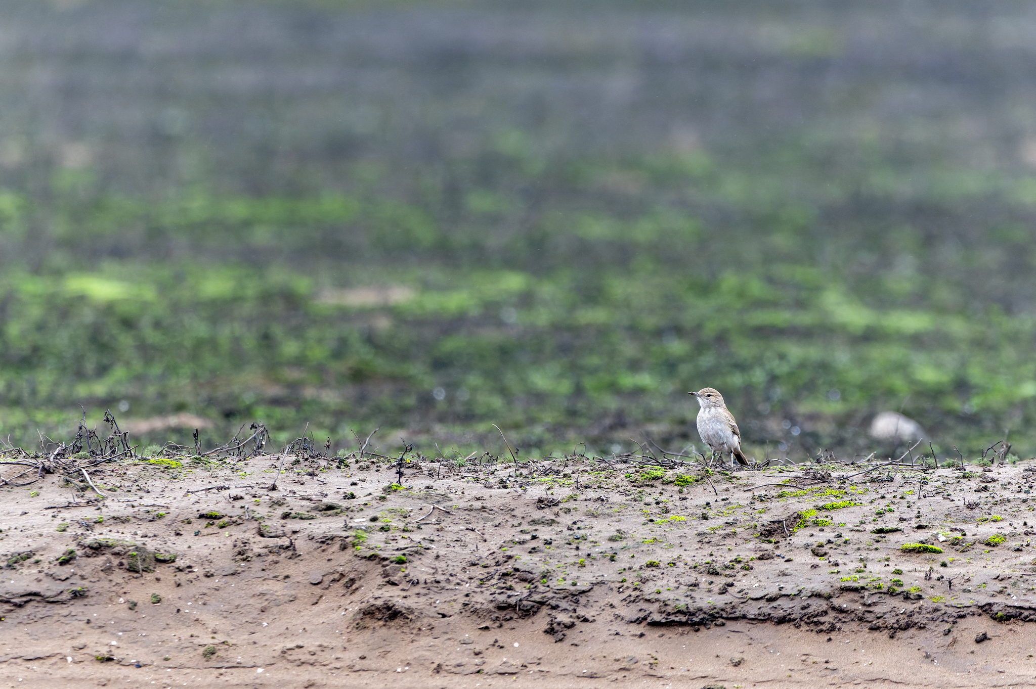 Coastal Miner (Geositta peruviana), photo 5