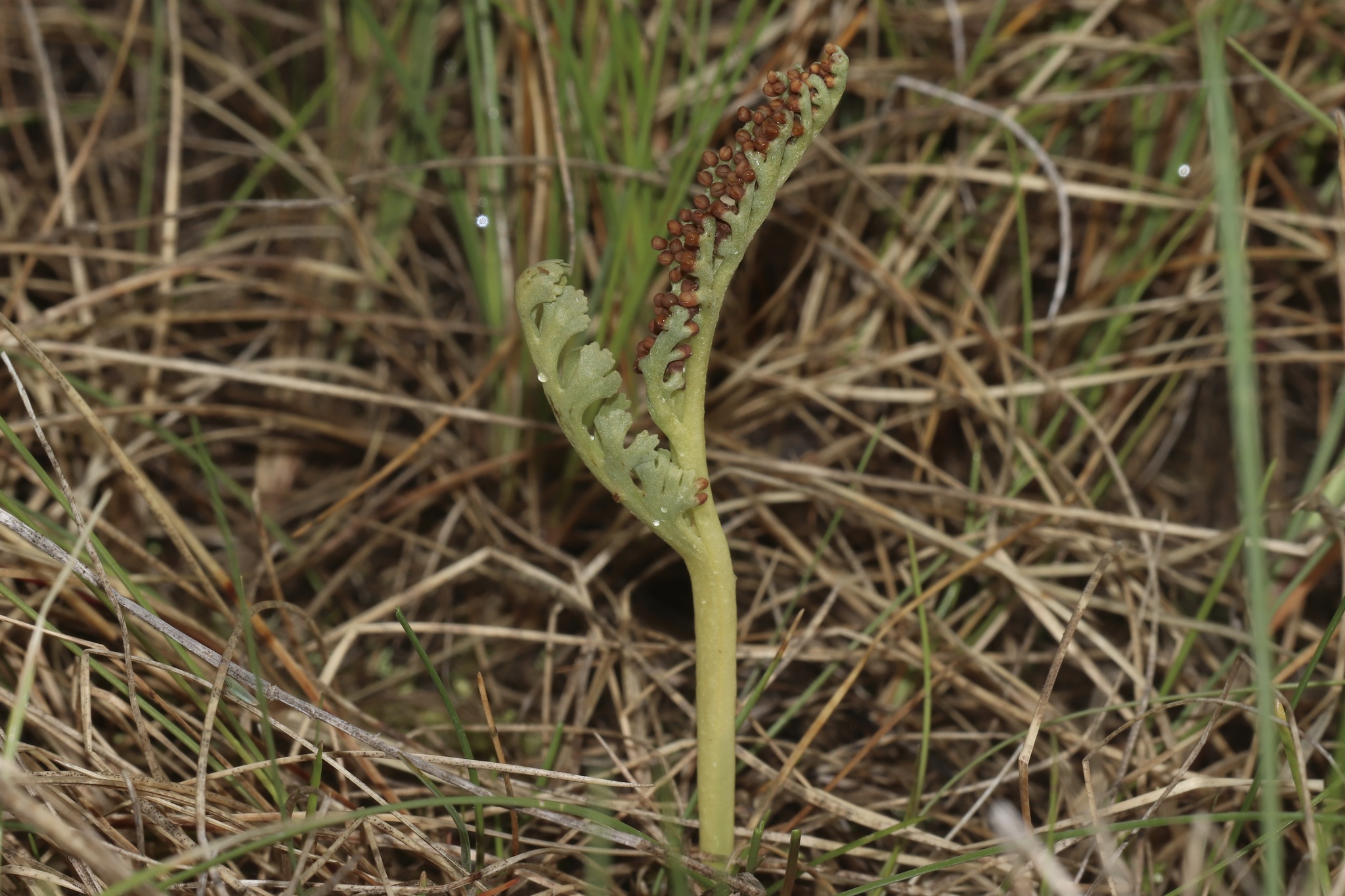 Botrychium pallidum
