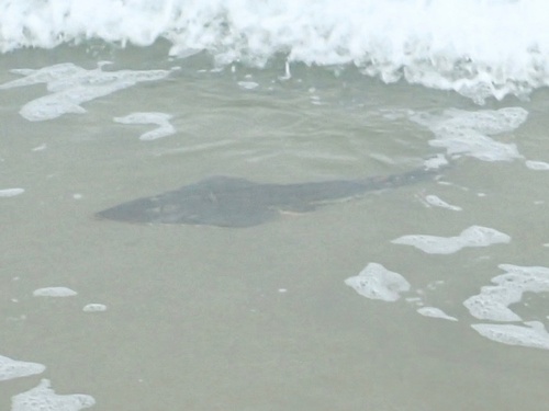 Shovelnose Guitarfish, North Pacific Ocean, CA, US, photo 10 of 10