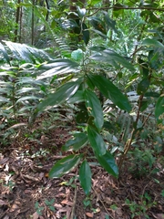 Cryptocarya chinensis