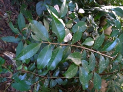 Syzygium formosanum
