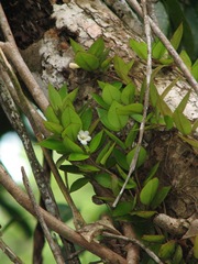 Codonanthopsis macradenia