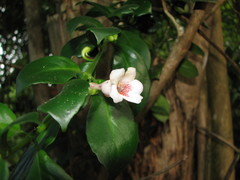 Codonanthopsis macradenia