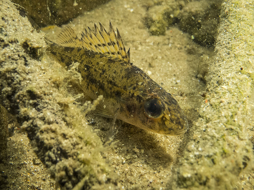 Ruffe, Katwijk aan Zee, Netherlands, photo 6 of 10