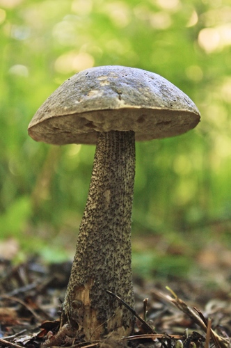Brown Birch-bolete