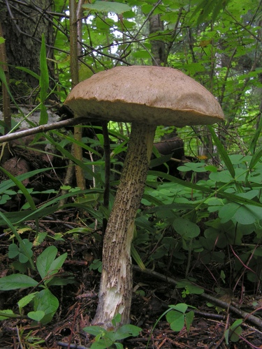 Brown Birch-bolete