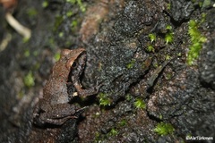 Craugastor occidentalis