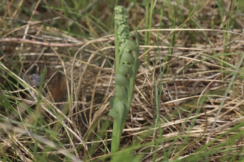 Spathulate botrychium (Botrychium spathulatum)