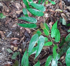 Schnella microstachya