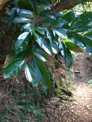 Cryptocarya chinensis
