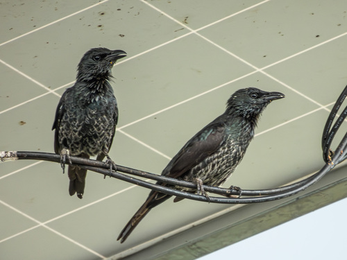 Moluccan Starling (Aplonis mysolensis), photo 7