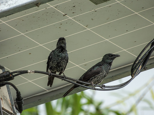 Moluccan Starling (Aplonis mysolensis), photo 2