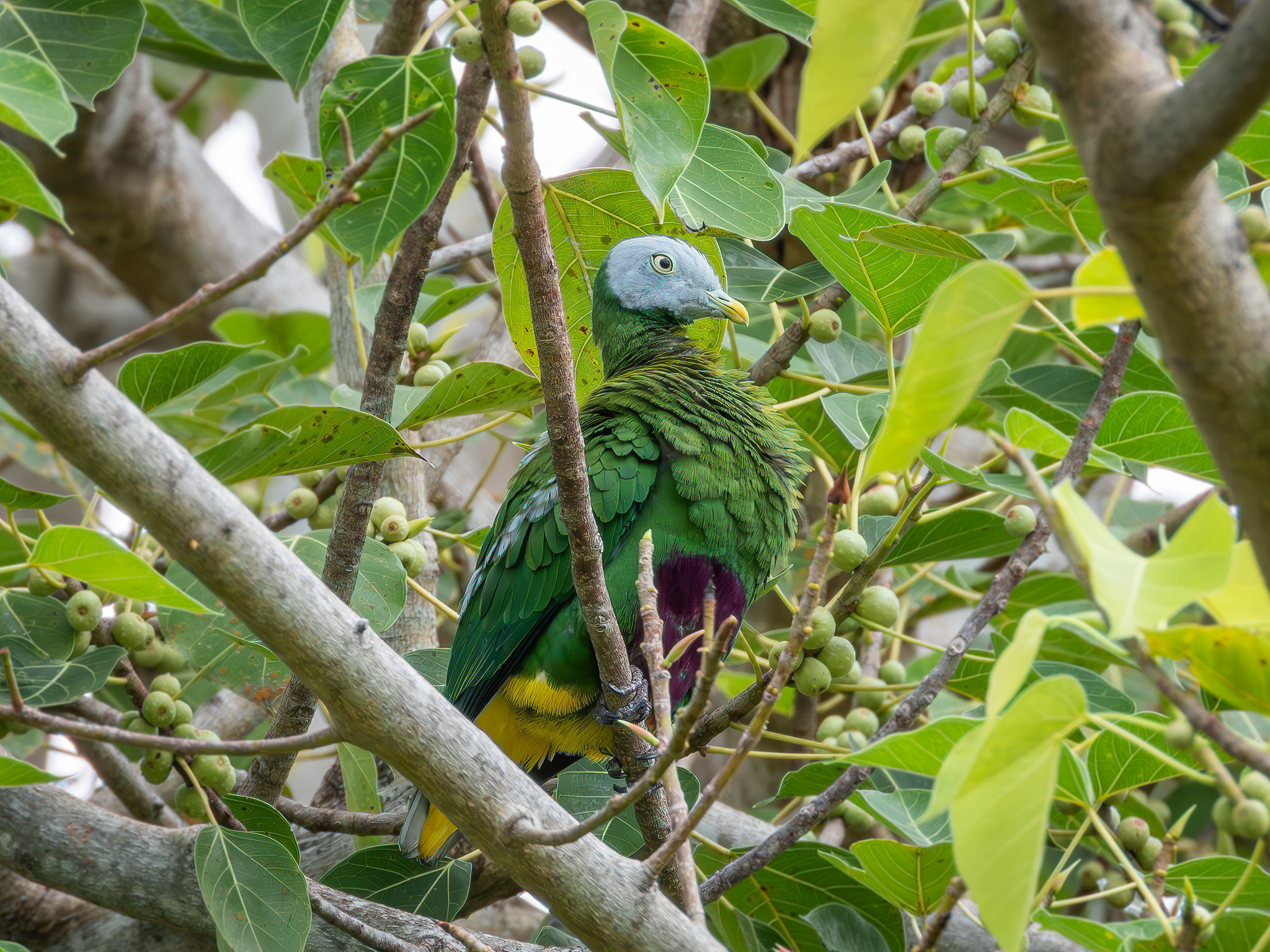 Grey-headed Fruit Dove (Ptilinopus hyogastrus), photo 3