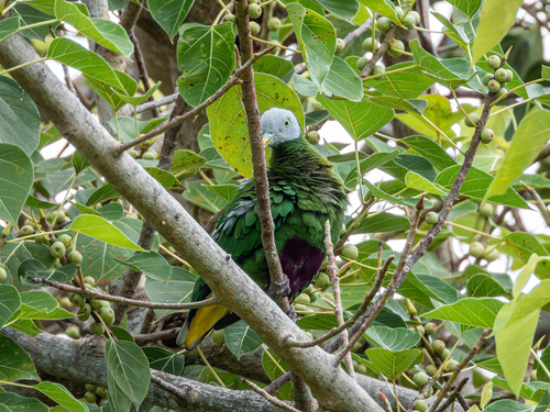 Grey-headed Fruit Dove (Ptilinopus hyogastrus), photo 10