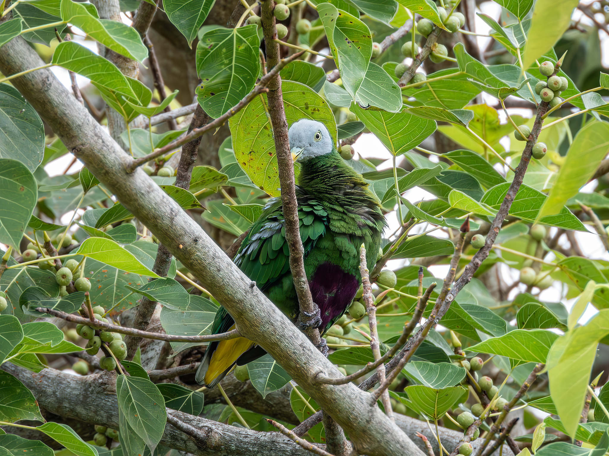 Grey-headed Fruit Dove (Ptilinopus hyogastrus), photo 5