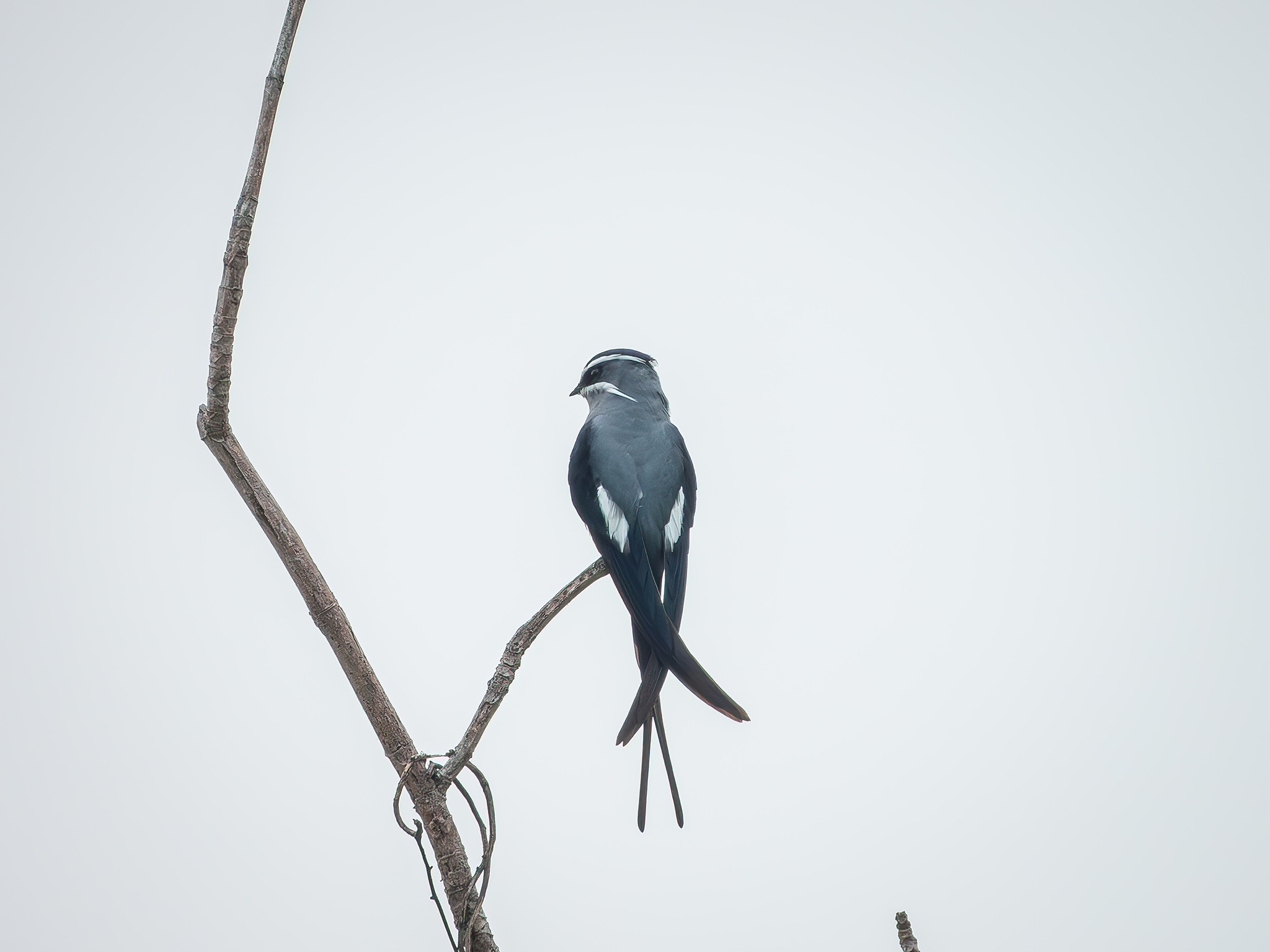 Moustached Treeswift (Hemiprocne mystacea), photo 4