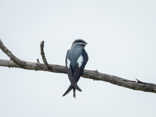 Moustached Treeswift (Hemiprocne mystacea), photo 6