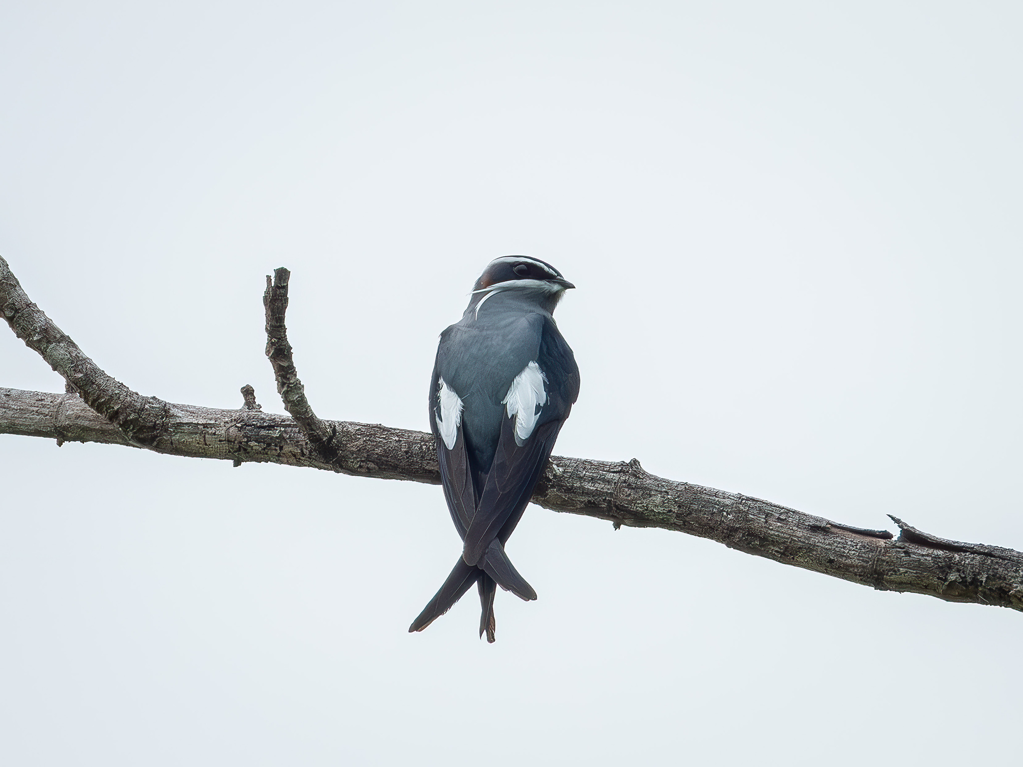 Moustached Treeswift (Hemiprocne mystacea), photo 5
