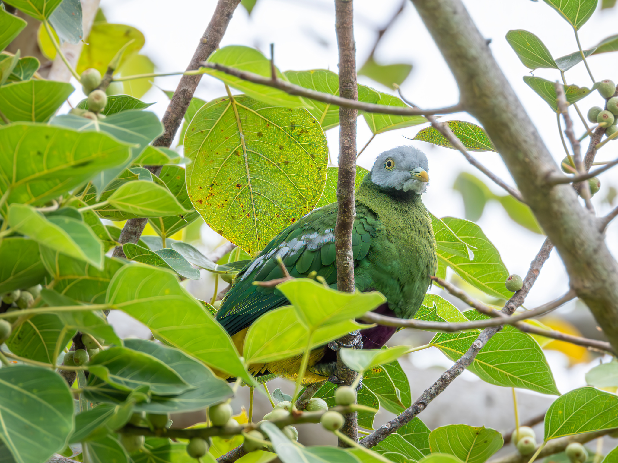 Grey-headed Fruit Dove (Ptilinopus hyogastrus), photo 6