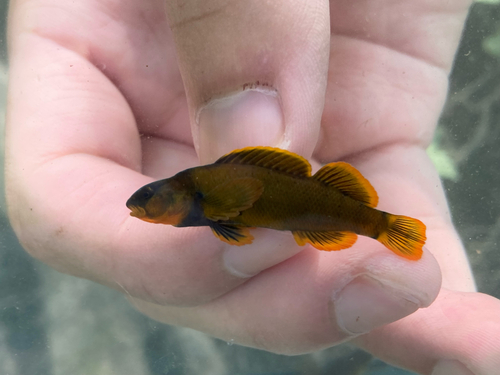 Etheostoma tippecanoe Jordan & Evermann, 1890