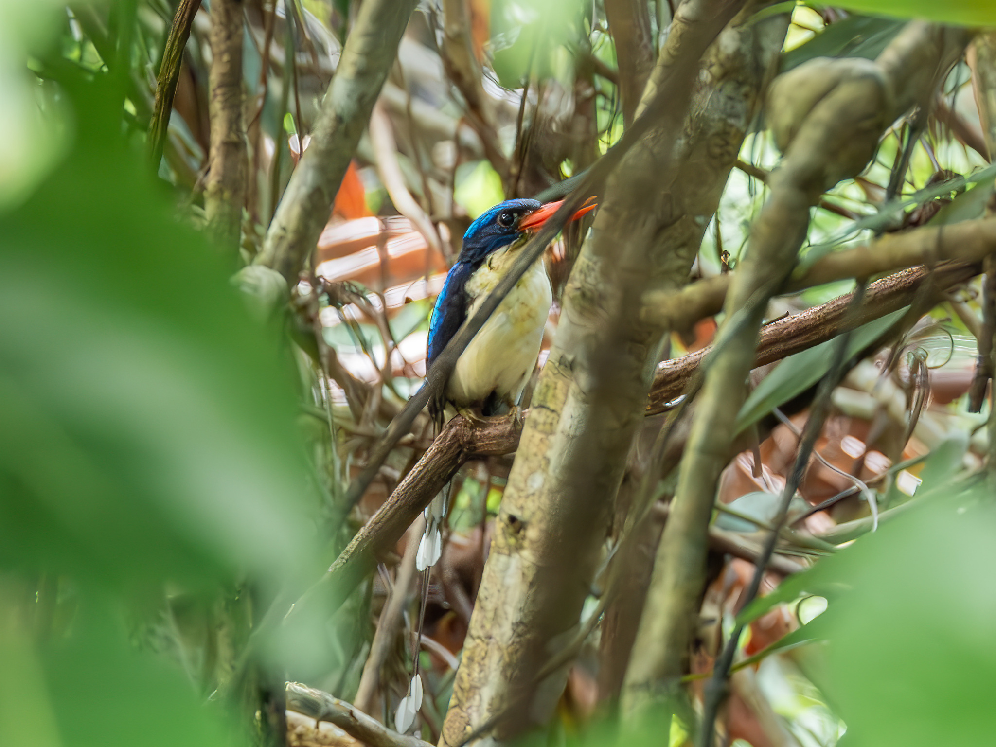 Common Paradise Kingfisher (Tanysiptera galatea), photo 2