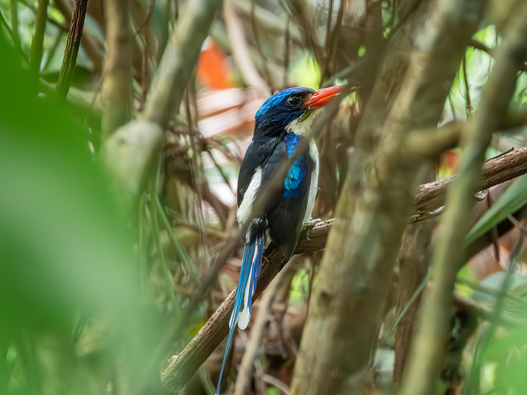 Common Paradise Kingfisher (Tanysiptera galatea), photo 1