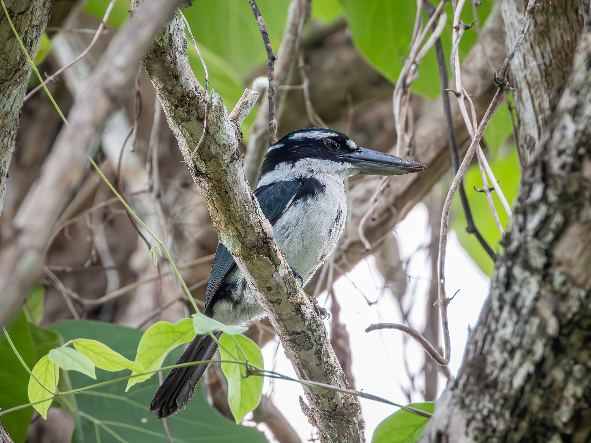 Sombre Kingfisher (Todiramphus funebris), photo 2