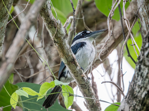 Sombre Kingfisher (Todiramphus funebris), photo 8