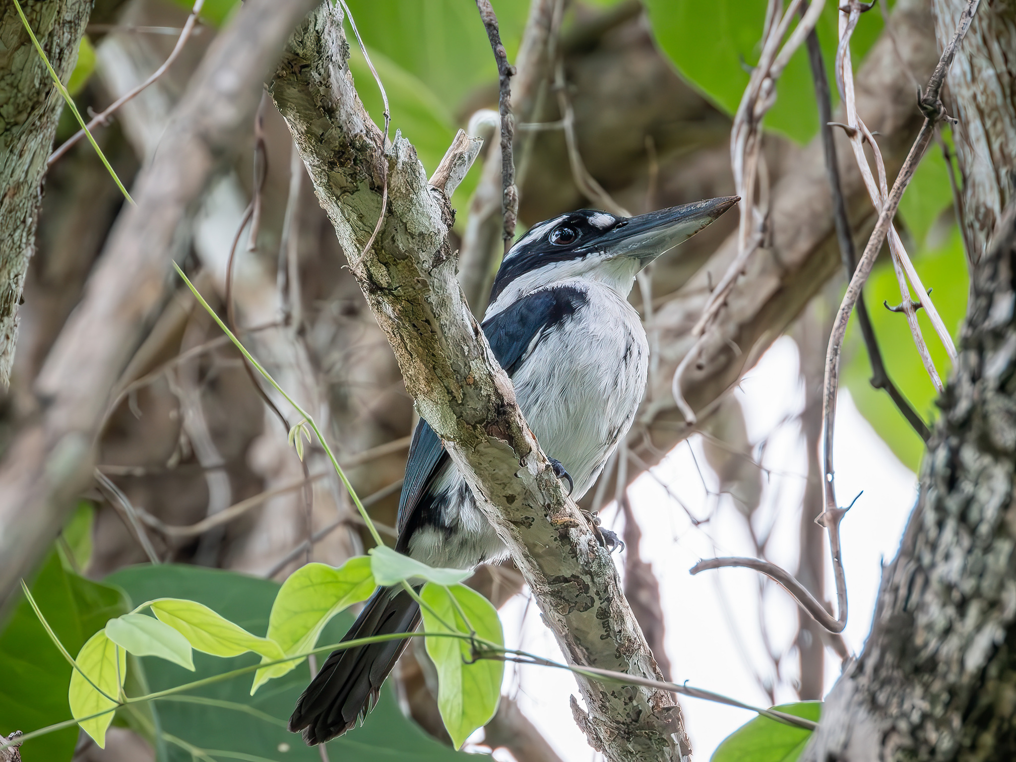 Sombre Kingfisher (Todiramphus funebris), photo 3
