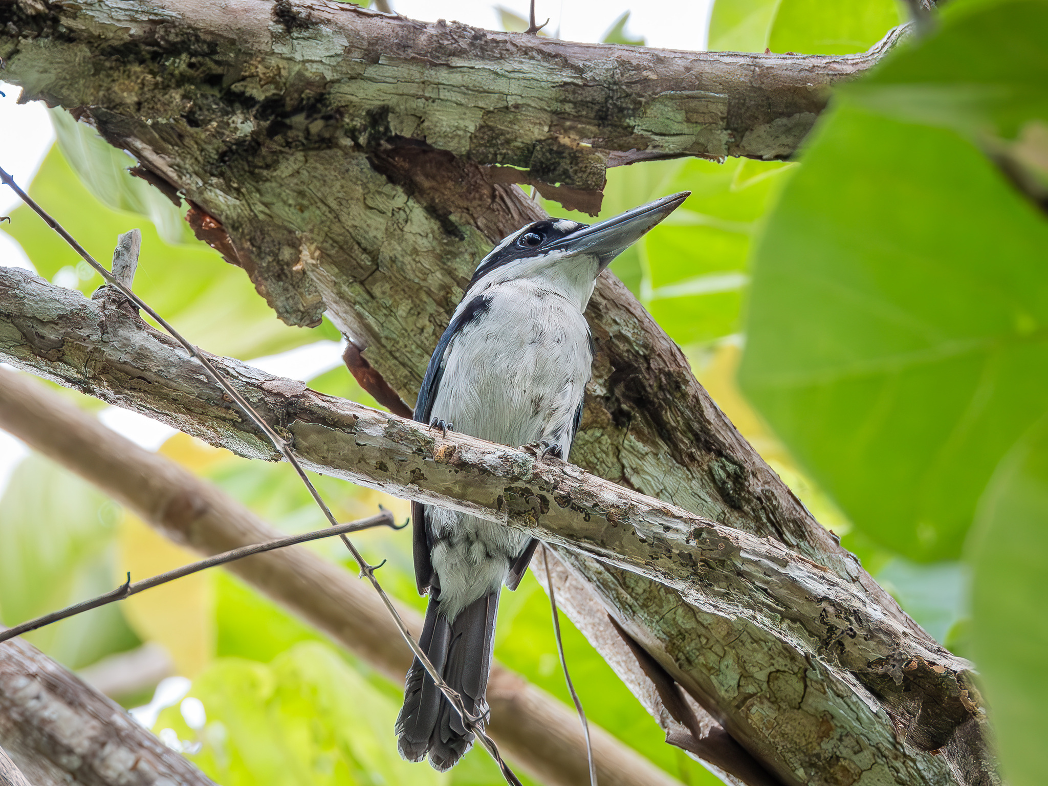 Sombre Kingfisher (Todiramphus funebris), photo 4
