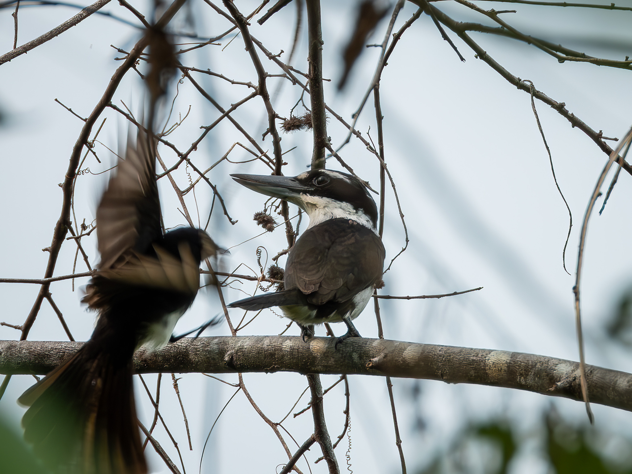 Sombre Kingfisher (Todiramphus funebris), photo 6