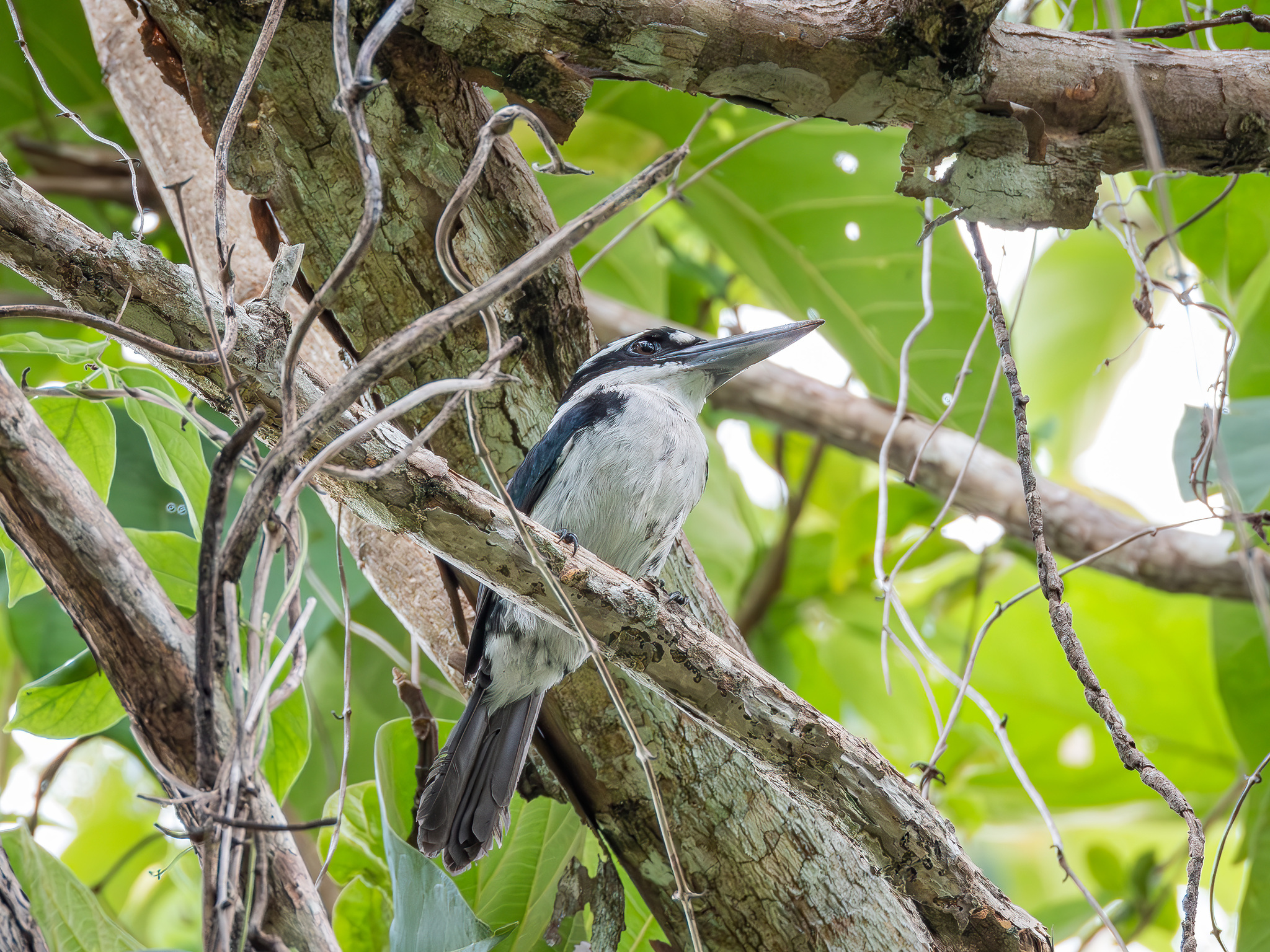 Sombre Kingfisher (Todiramphus funebris), photo 5