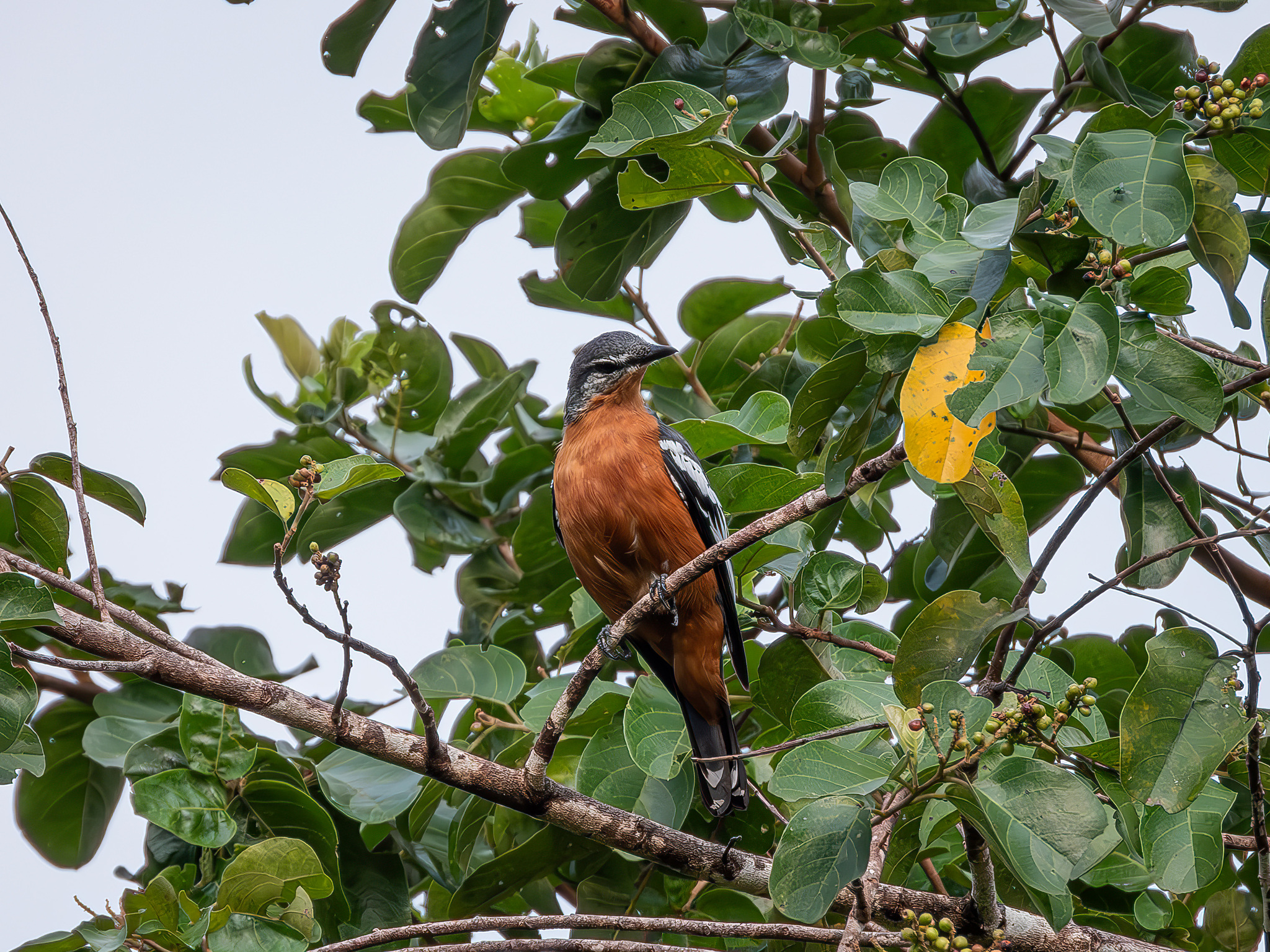 Rufous-bellied Triller (Lalage aurea), photo 2