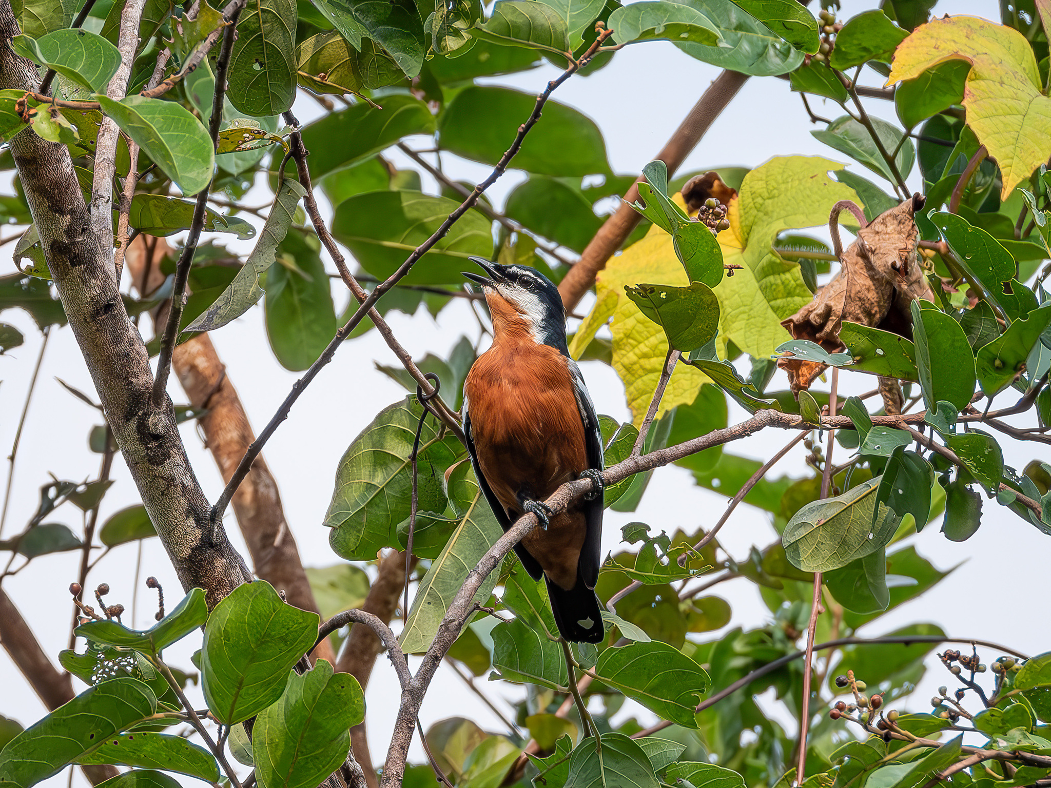 Rufous-bellied Triller (Lalage aurea), photo 1