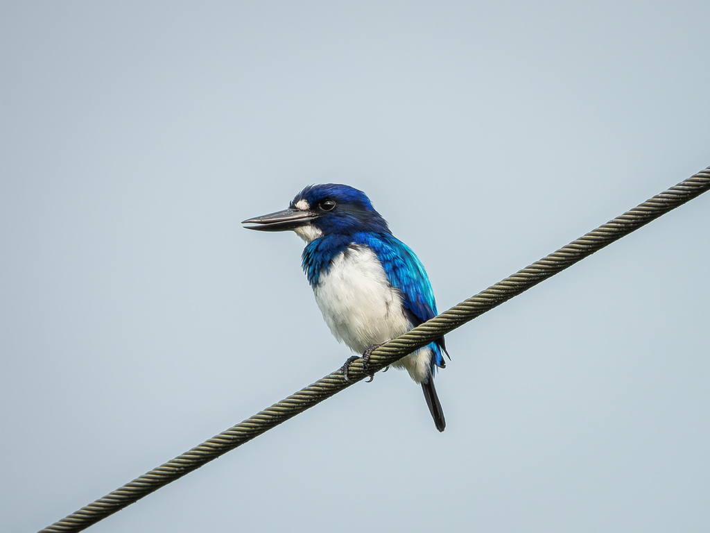 Blue-and-white Kingfisher (Todiramphus diops)