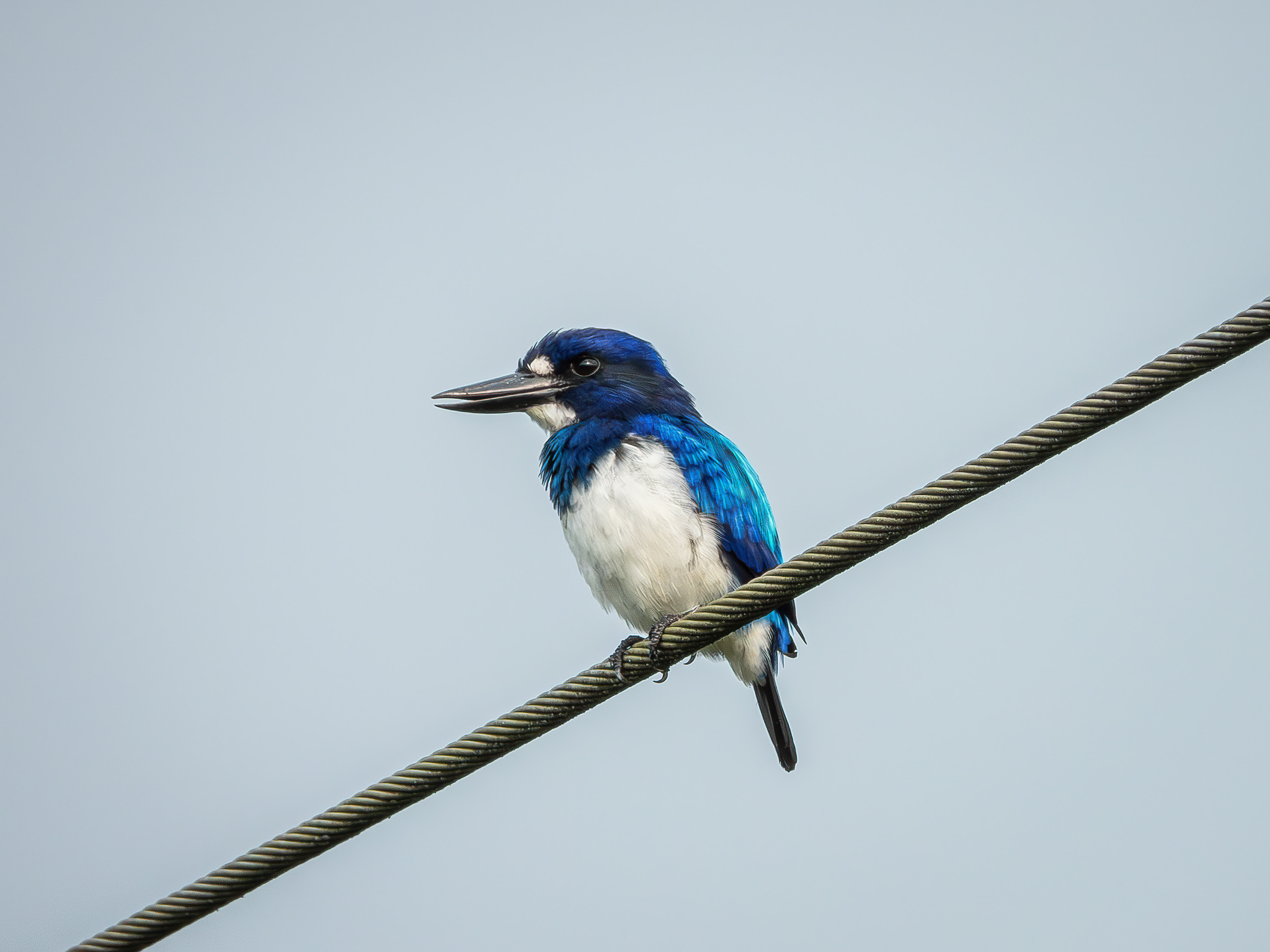 Blue-and-white Kingfisher (Todiramphus diops), photo 1