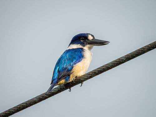 Blue-and-white Kingfisher (Todiramphus diops), photo 10