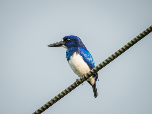 Blue-and-white Kingfisher (Todiramphus diops), photo 4