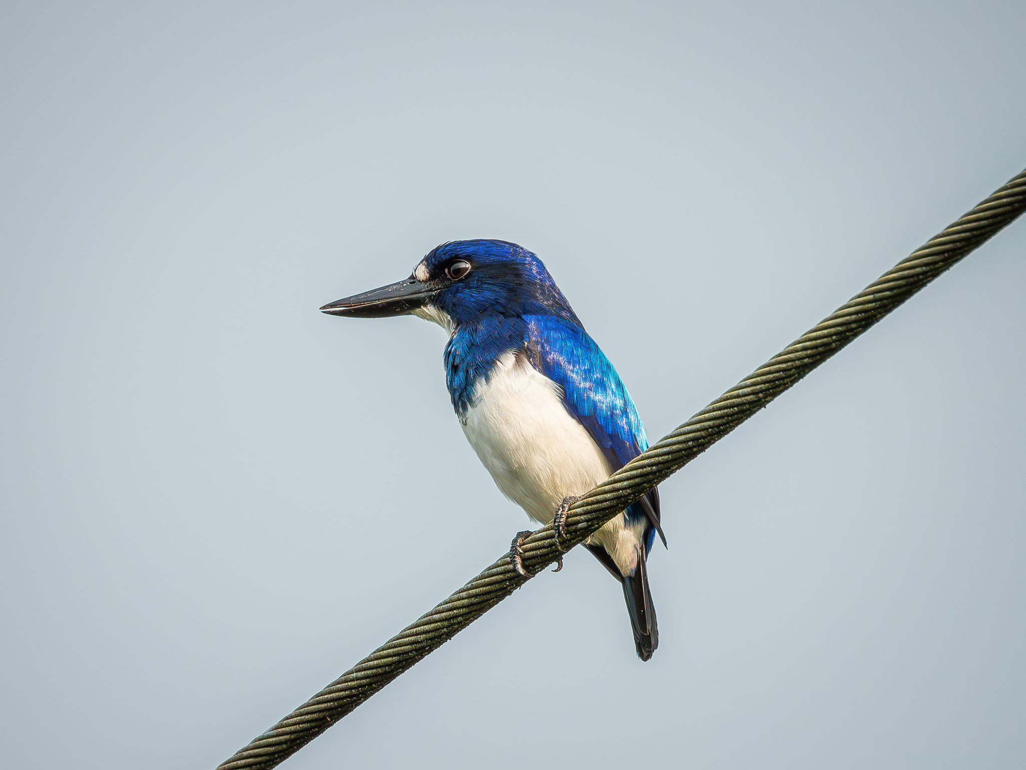 Blue-and-white Kingfisher (Todiramphus diops), photo 2