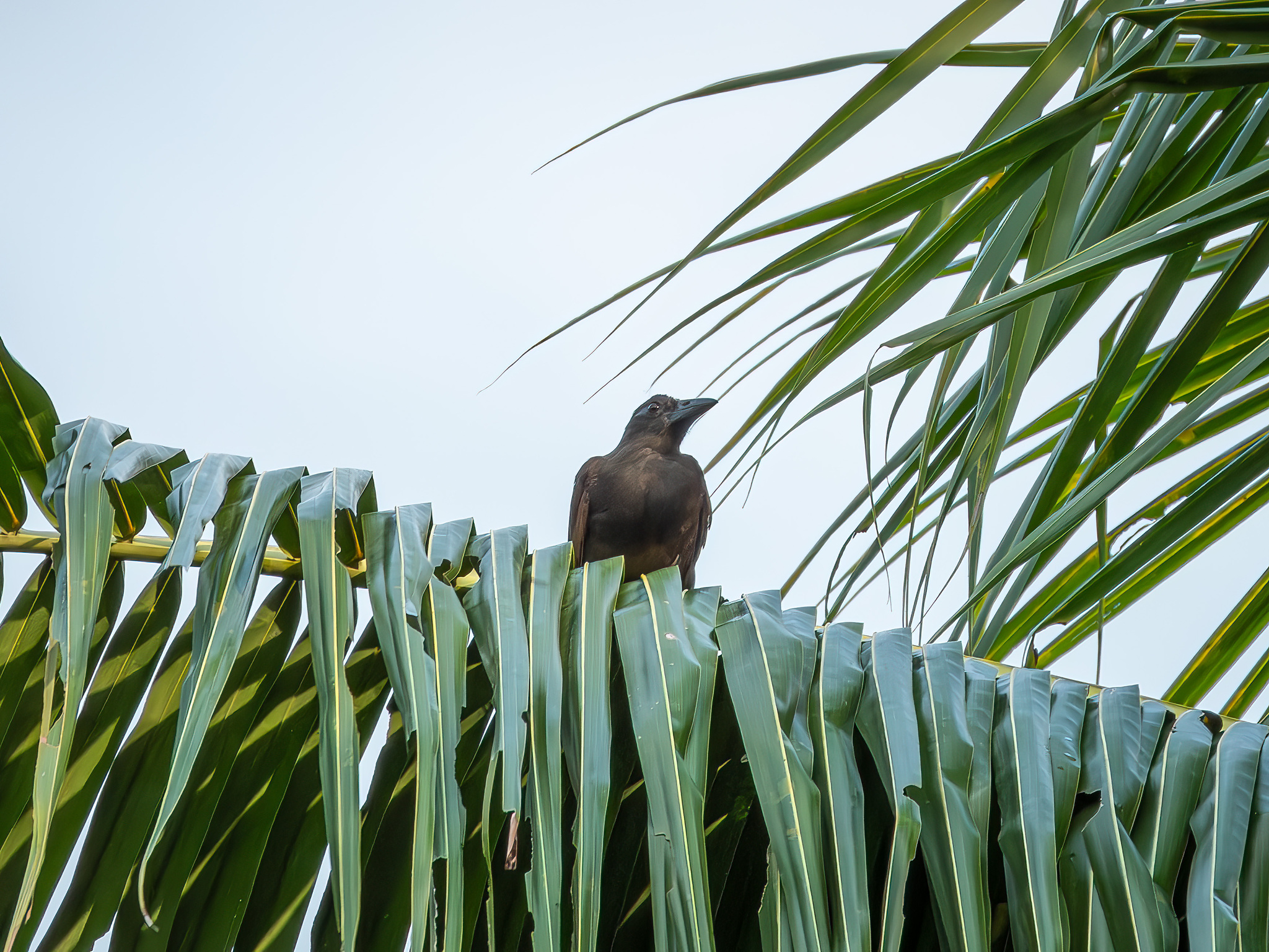 Halmahera Paradise-crow (Lycocorax pyrrhopterus), photo 3