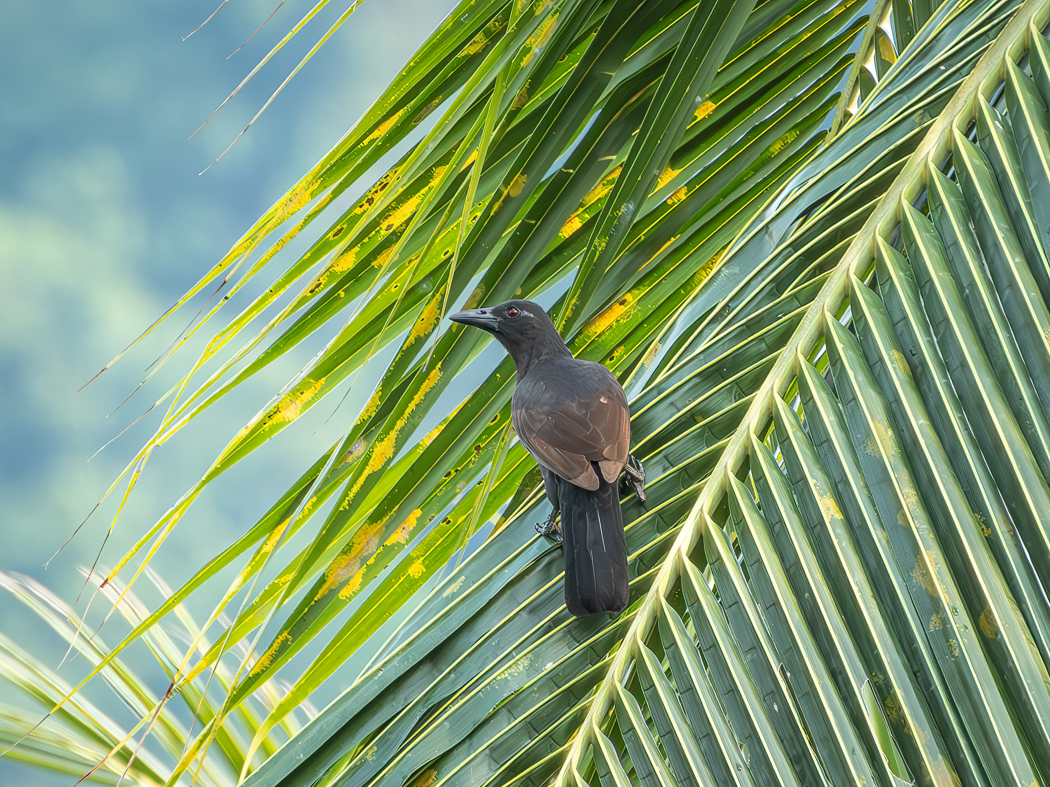Halmahera Paradise-crow (Lycocorax pyrrhopterus), photo 2