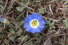 Nolana paradoxa